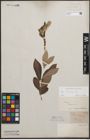 Foto von Salix cinerea L.